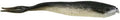 Berkley Gulp! 2 1/2 Inch Scented Minnow 18 Pack - Black Shad