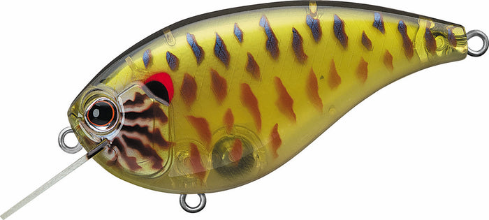 Skeleton Pumpkinseed