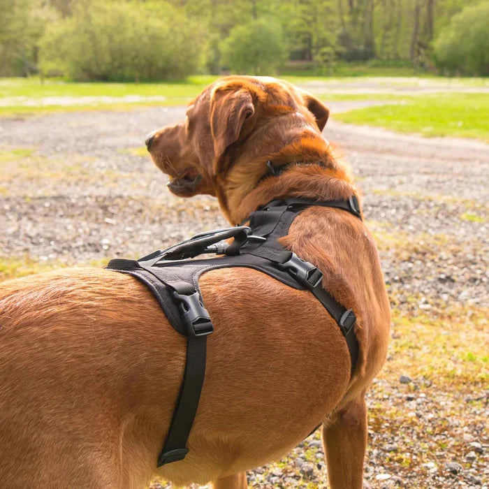 Mountain Paws Adjustable 3 Strap Dog Harness - Black