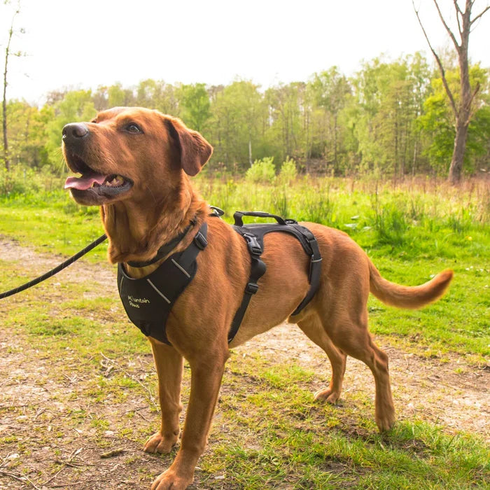 Mountain Paws Adjustable 3 Strap Dog Harness - Black