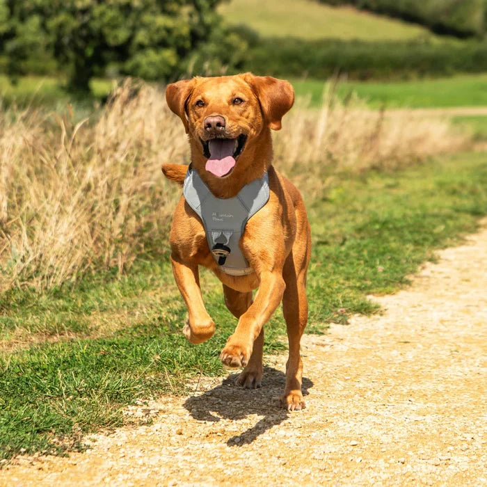 Mountain Paws Adjustable Dog Harness - Reflective